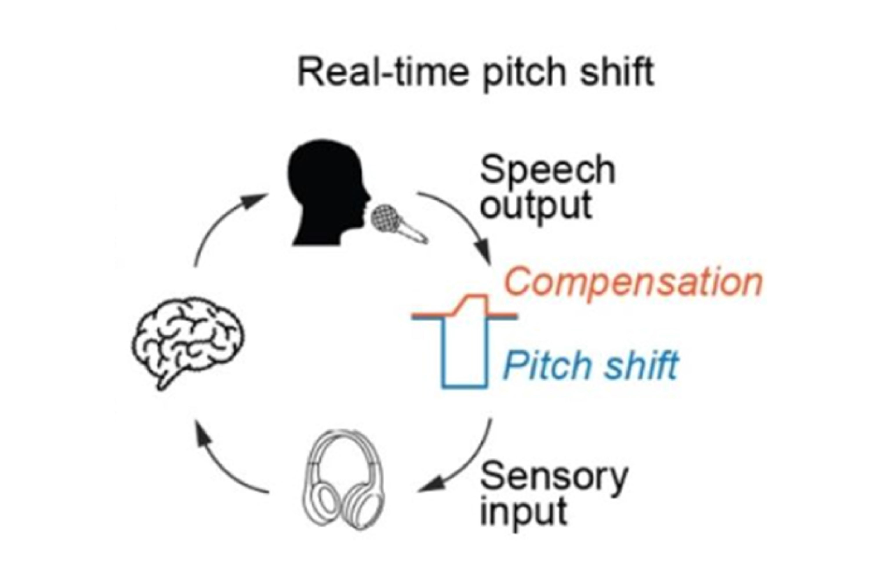 Pitch-shift rapid learning experiment: Researchers altered what participants heard through their headphones to see how their speaking was adjusted 
