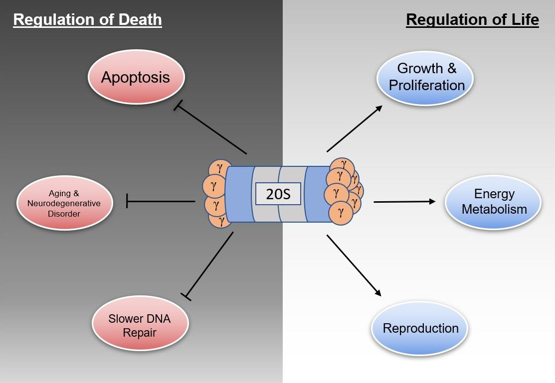 A graphic from Funderburk’s paper, sorting the different functions of REGγ into ‘regulation of cell life’ and ‘regulation of cell death.’ Credit: Cells