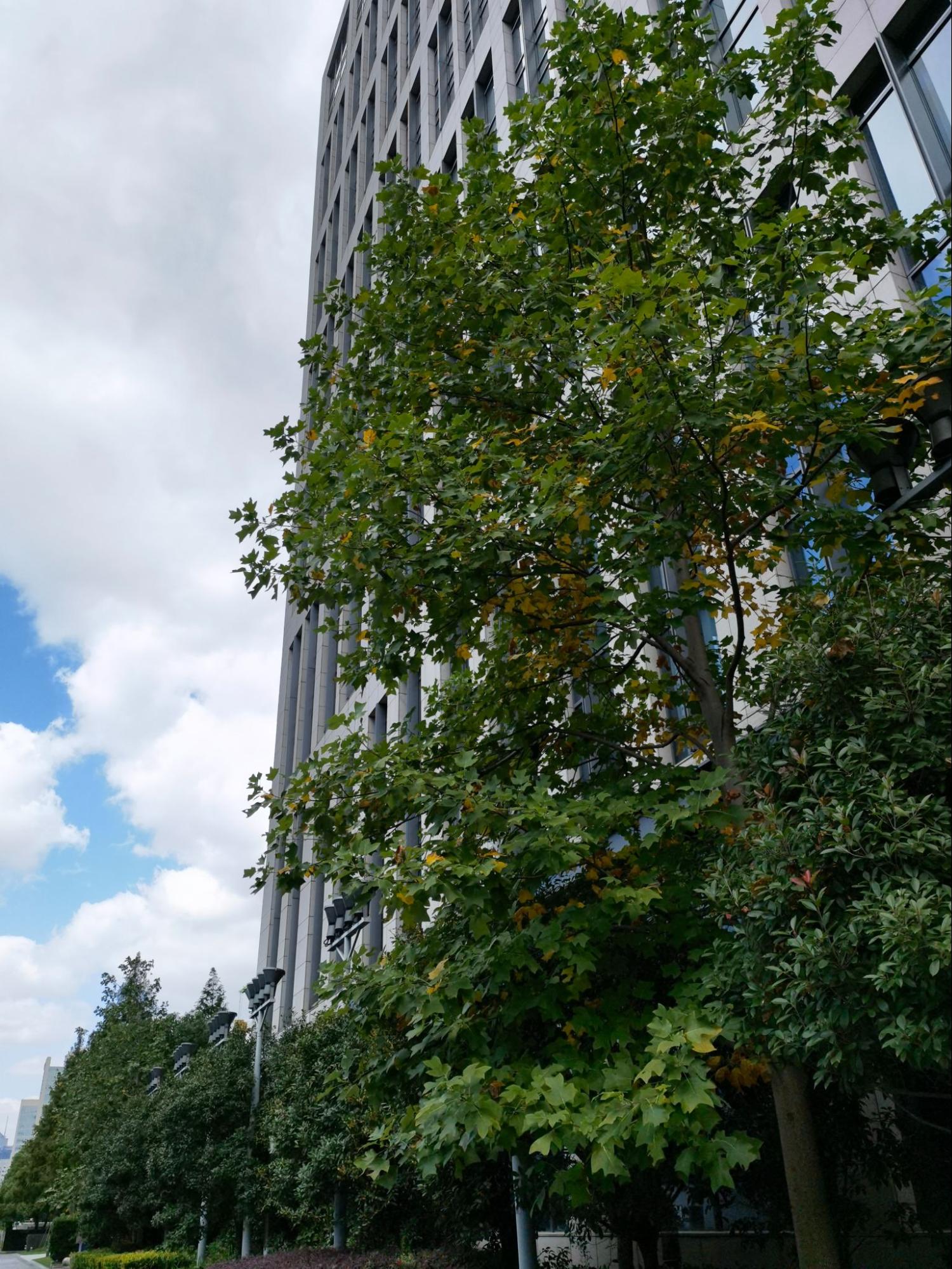 The “Chinese-American tree” out of the academic building on Century Ave.