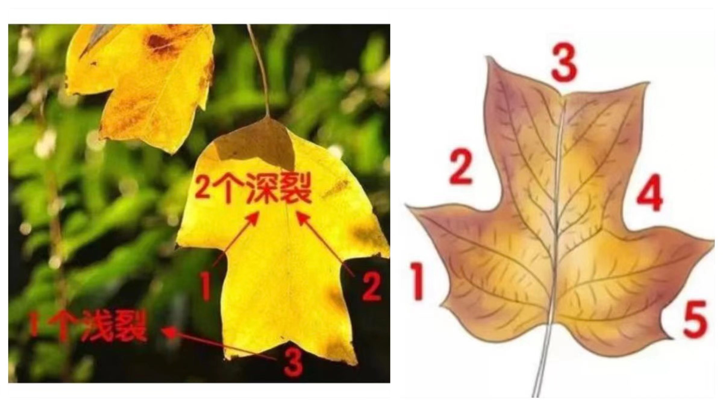 closeup of leaf diagrams