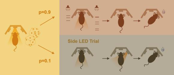 Illustration of rats