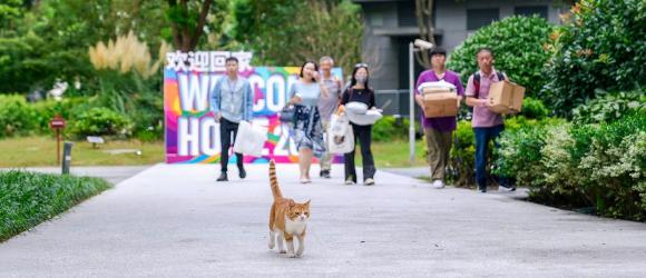 move in day with cat