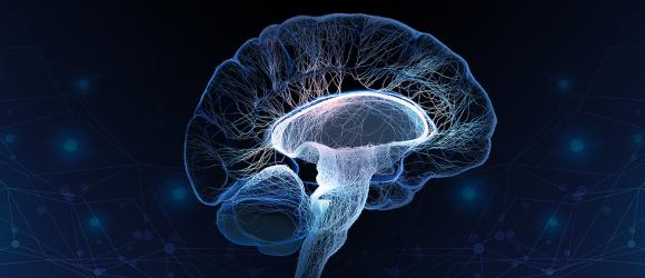 Image of brain and neurons