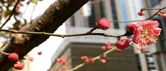 Flower tree