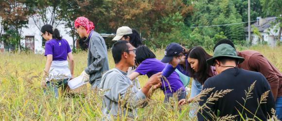 people picking rice seeds in a field