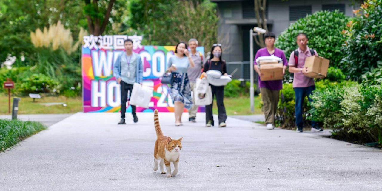 move in day with cat