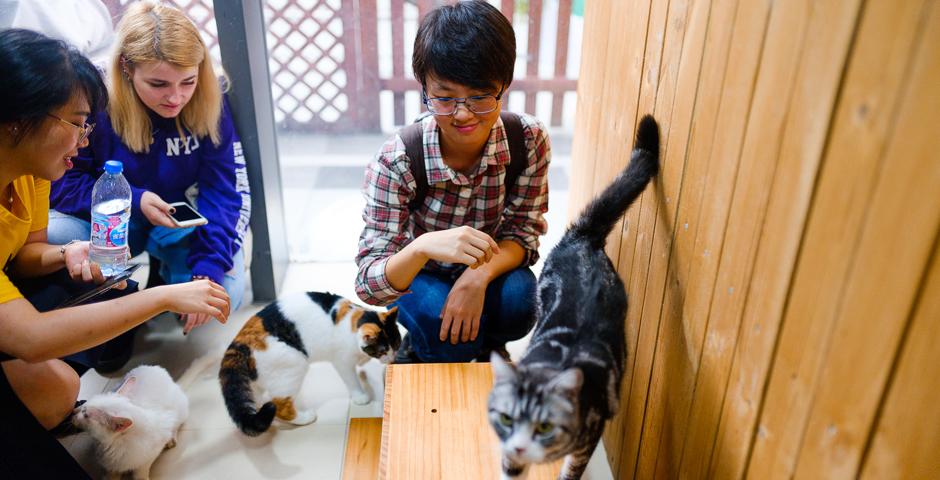 Students volunteered in an animal shelter run by the China Small Animal Protection Association (CSAPA).
