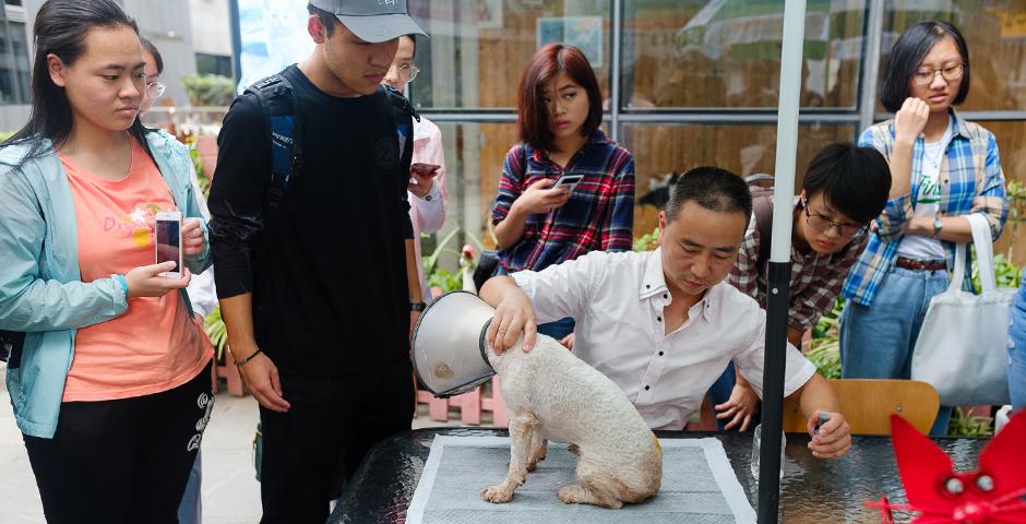 学生在一家由中国小动物保护协会（CSAPA）经营的动物收容所担任志愿者。