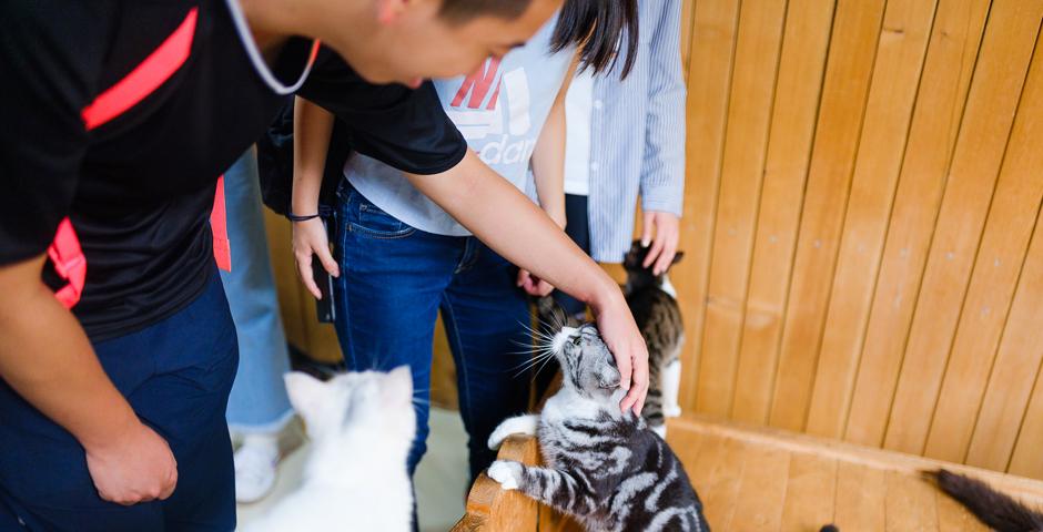 学生在一家由中国小动物保护协会（CSAPA）经营的动物收容所担任志愿者。