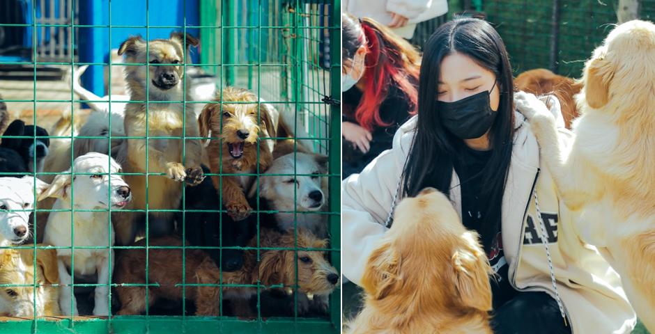 “院长基金公益服务队”的成员还前往位于上海嘉定区的上海动物救助中心（SAR），看望了400多只获救助的流浪动物。