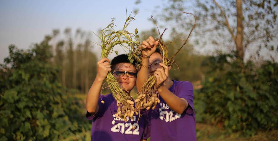 Xu You ‘22 and Dong Juncheng ‘22 presented the peanut plants they dug out of the field. For many NYU Shanghai students, it was their first exposure to the difficulty of farm work. (Photo by Takumi Miyawaki, NYU AD ‘20)