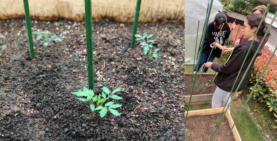 “都市农场”项目近期刚加了一个花床，目前用于培育小番茄。