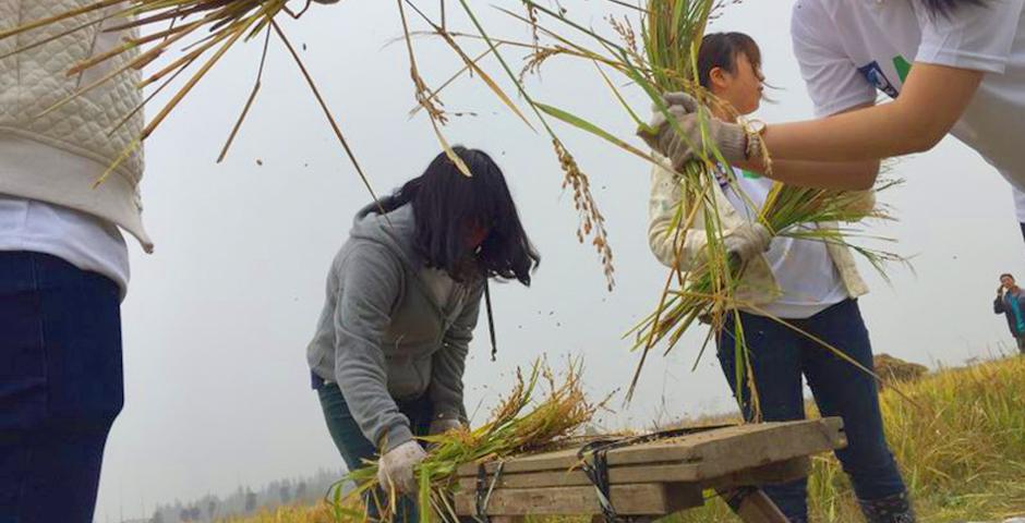 NYU Shanghai Dean’s Service Scholars visited Dalian Lake to clean waters of Canadian Goldenrod under a program managed by the World Wildlife Foundation and threshed organic grain at the nearby Cheng Gu Farm November 19.  (Photo by: NYU Shanghai)