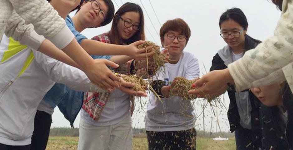 NYU Shanghai Dean’s Service Scholars visited Dalian Lake to clean waters of Canadian Goldenrod under a program managed by the World Wildlife Foundation and threshed organic grain at the nearby Cheng Gu Farm November 19.  (Photo by: NYU Shanghai)