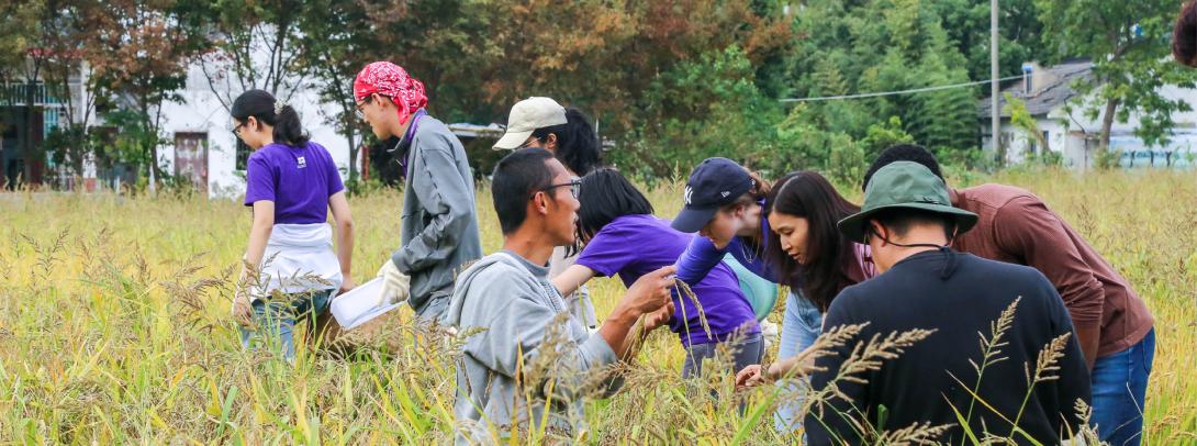people picking rice seeds in a field